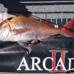 ARCADIAⅡ （アルカディアⅡ） 釣果