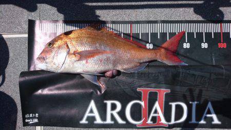 ARCADIAⅡ （アルカディアⅡ） 釣果