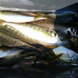 金沢八景鴨下丸 釣果