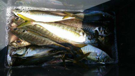 金沢八景鴨下丸 釣果