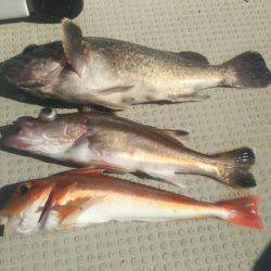 ブルドック 釣果