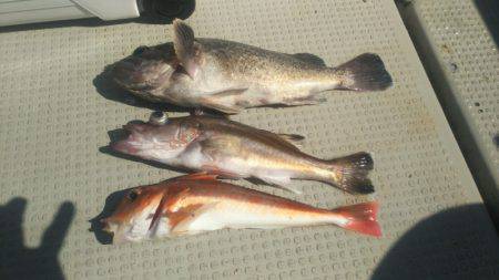 ブルドック 釣果