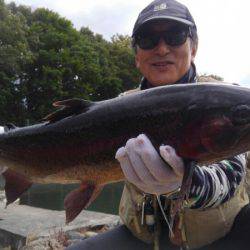 つりぼりあかし 釣果