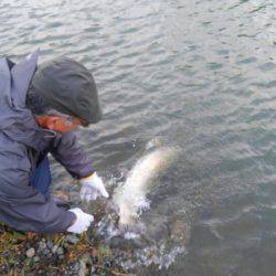 つりぼりあかし 釣果