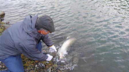 つりぼりあかし 釣果