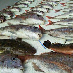 タイラバ遊漁船 ワンピース 釣果