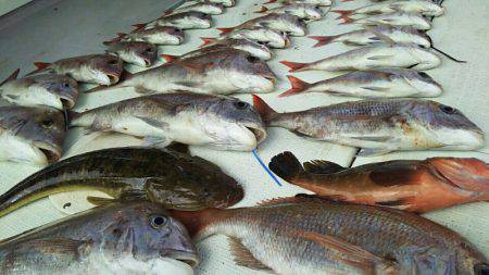 タイラバ遊漁船 ワンピース 釣果