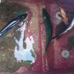 海龍丸（石川） 釣果