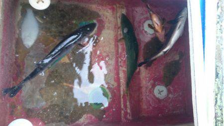 海龍丸（石川） 釣果