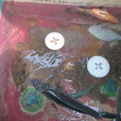 海龍丸（石川） 釣果