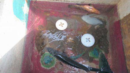 海龍丸（石川） 釣果