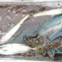 あみや渡船 JIGBOY 釣果