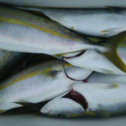 サンマリン 釣果