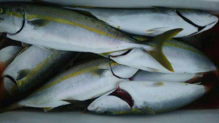 サンマリン 釣果