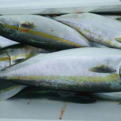 サンマリン 釣果