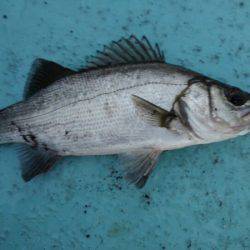 アマテラス 釣果