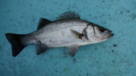 アマテラス 釣果