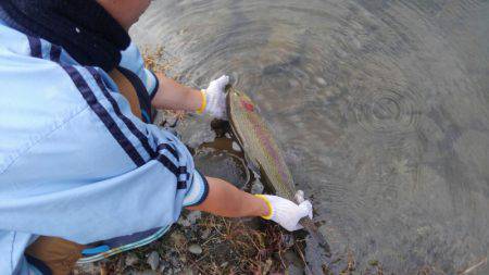 つりぼりあかし 釣果