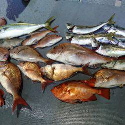 美幸丸 釣果