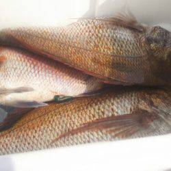 ブルドック 釣果