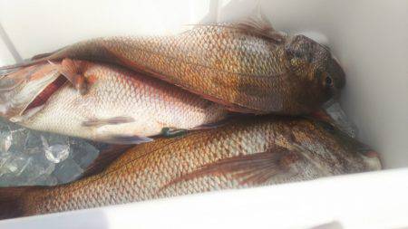 ブルドック 釣果