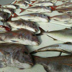 タイラバ遊漁船 ワンピース 釣果