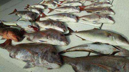 タイラバ遊漁船 ワンピース 釣果