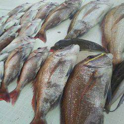 タイラバ遊漁船 ワンピース 釣果