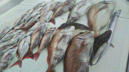 タイラバ遊漁船 ワンピース 釣果