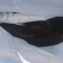 海龍丸（石川） 釣果