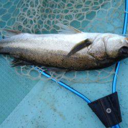 アマテラス 釣果