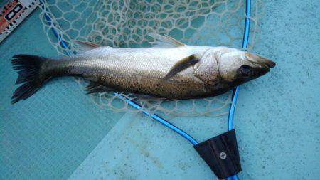 アマテラス 釣果