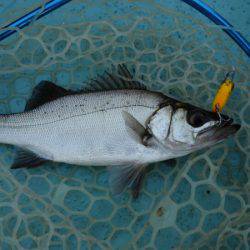 アマテラス 釣果