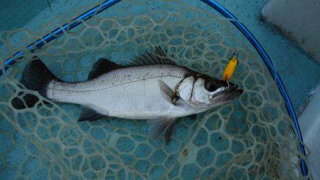 アマテラス 釣果