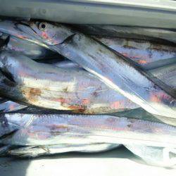 サンマリン 釣果