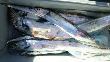 サンマリン 釣果