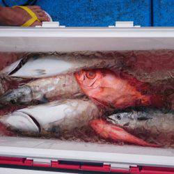 海龍丸（石川） 釣果