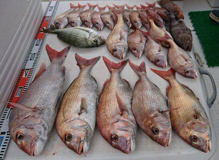 遊漁船 家入 釣果