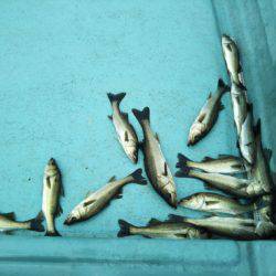 アマテラス 釣果