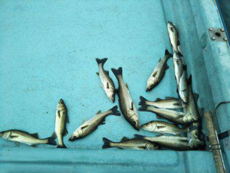 アマテラス 釣果