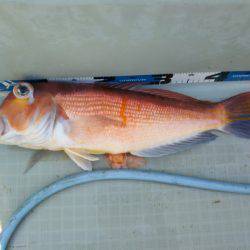 アマテラス 釣果