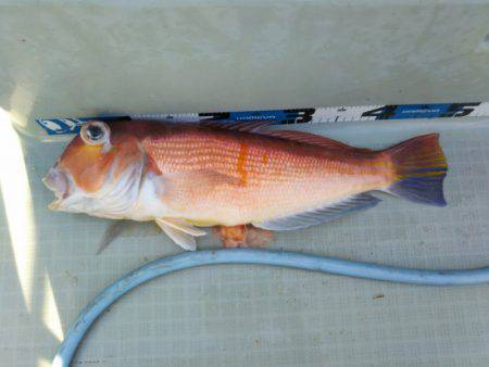 アマテラス 釣果