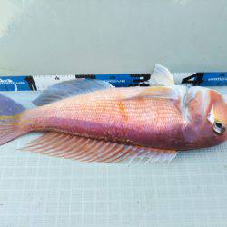 アマテラス 釣果