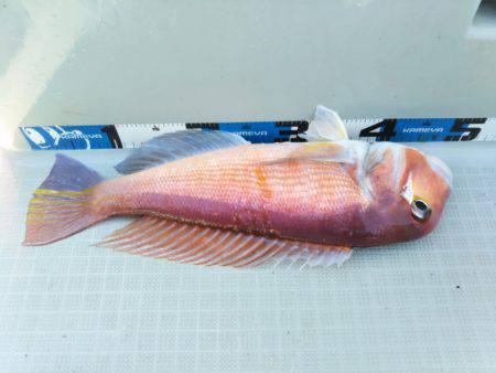 アマテラス 釣果