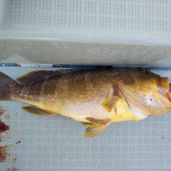 アマテラス 釣果