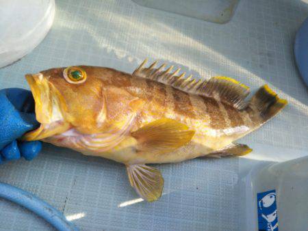 アマテラス 釣果