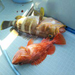 アマテラス 釣果