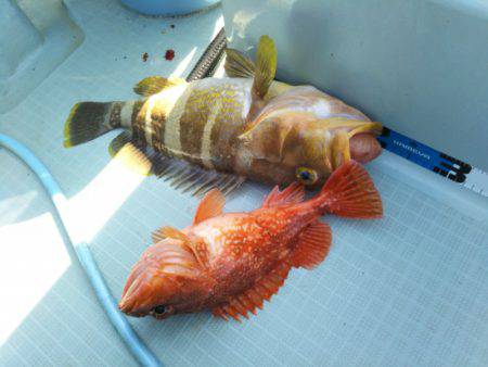 アマテラス 釣果