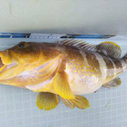 アマテラス 釣果