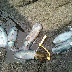 天祐丸 釣果